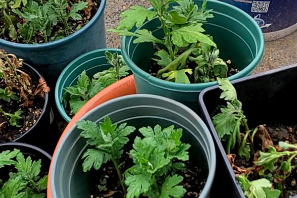 菊花插活的方式，适宜在每年的春天进行