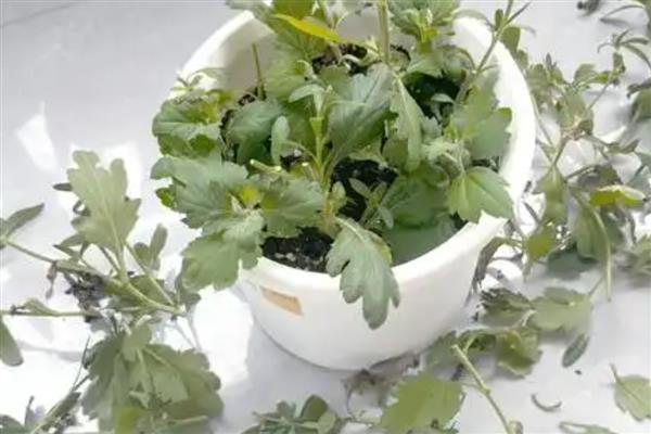 菊花插活的方式，适宜在每年的春天进行
