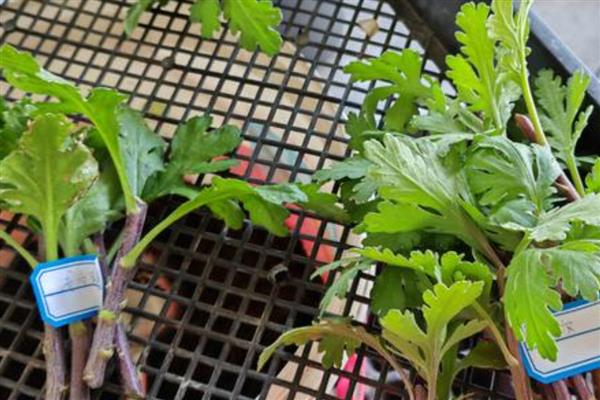 菊花插活的方式，适宜在每年的春天进行