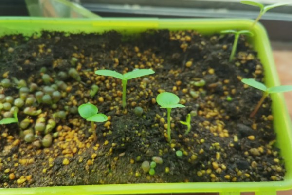 凤仙花种子多少天才能发芽，播种后7-10天就会发芽