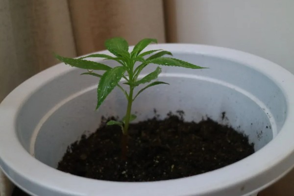 凤仙花种子多少天才能发芽，播种后7-10天就会发芽