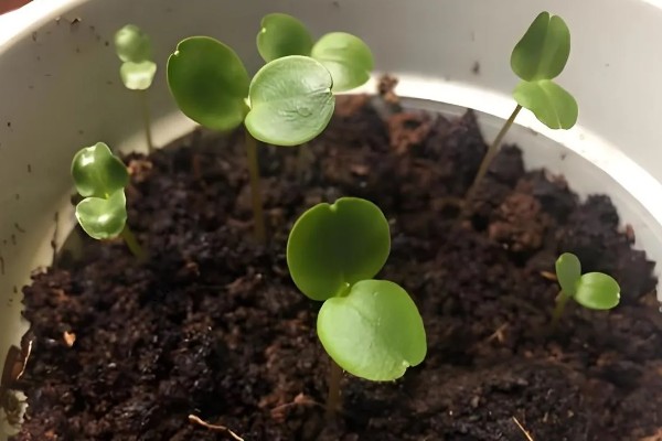 凤仙花种子多少天才能发芽，播种后7-10天就会发芽