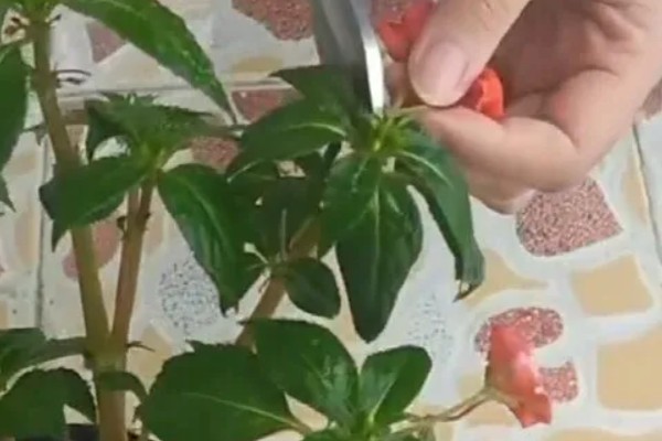 凤仙花种子多少天才能发芽，播种后7-10天就会发芽