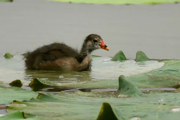 黑水鸡幼崽的养殖方法，仔鸡体质增强后每天投喂1-2次小虾