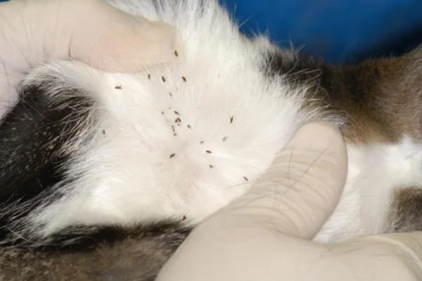 猫常见疾病有哪些，常见的有跳蚤、耳螨等