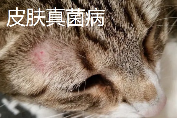 猫常见疾病有哪些，常见的有跳蚤、耳螨等