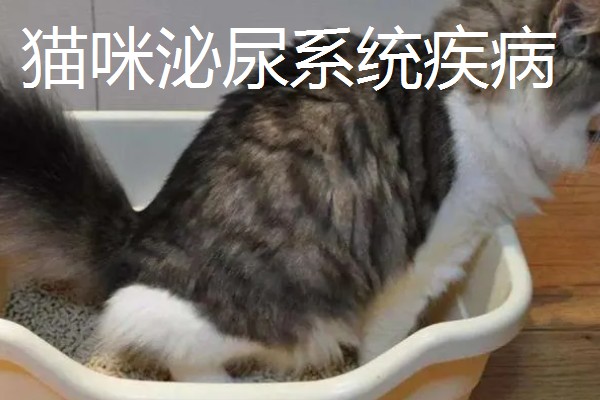 猫常见疾病有哪些，常见的有跳蚤、耳螨等