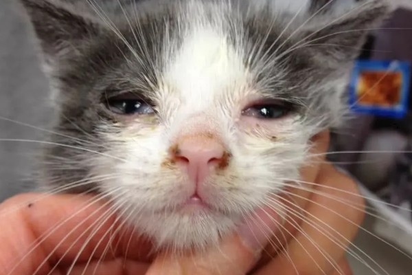 猫常见疾病有哪些，常见的有跳蚤、耳螨等