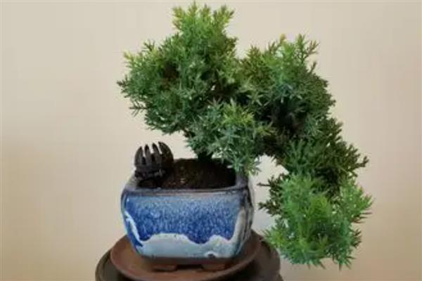 翠柏是哪种树，翠柏是一种乔木