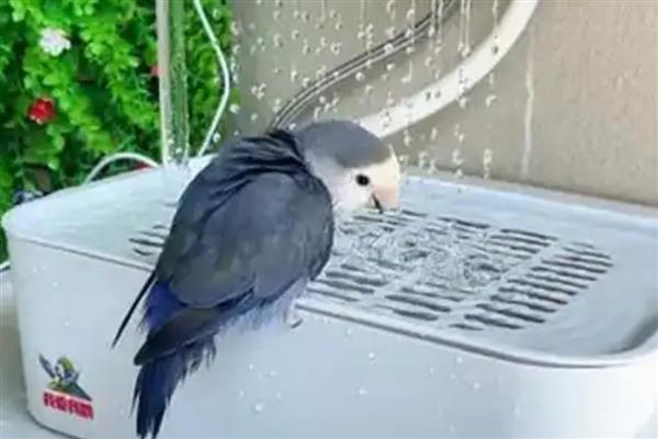 怎么给鹦鹉洗澡，注意水不可太满