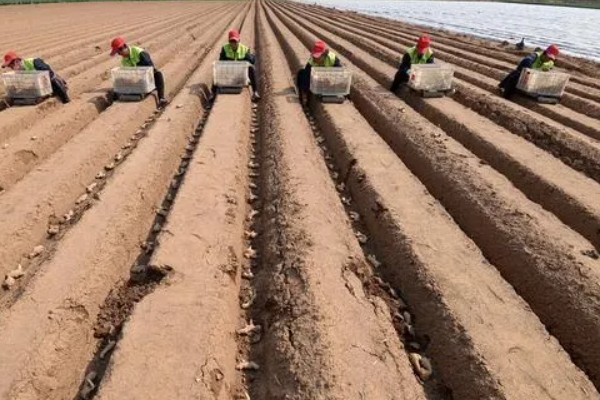 何首乌用哪种土种植，土壤最好是砂质土壤