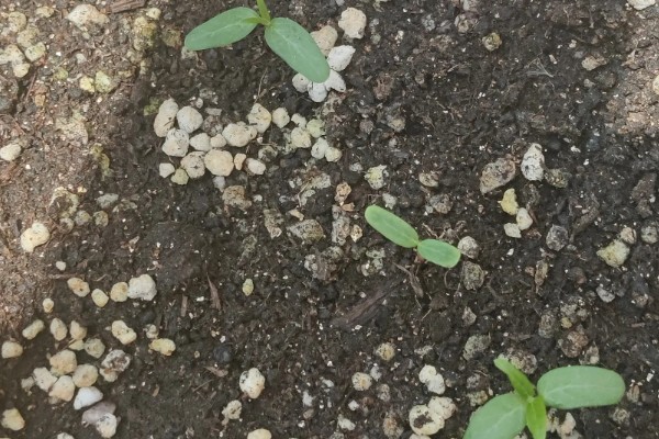 何首乌用哪种土种植，土壤最好是砂质土壤