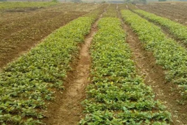 何首乌用哪种土种植，土壤最好是砂质土壤