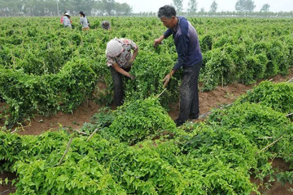 何首乌用哪种土种植，土壤最好是砂质土壤