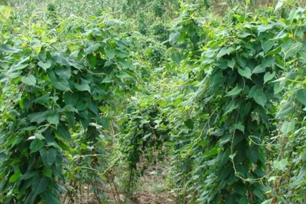 何首乌用哪种土种植，土壤最好是砂质土壤