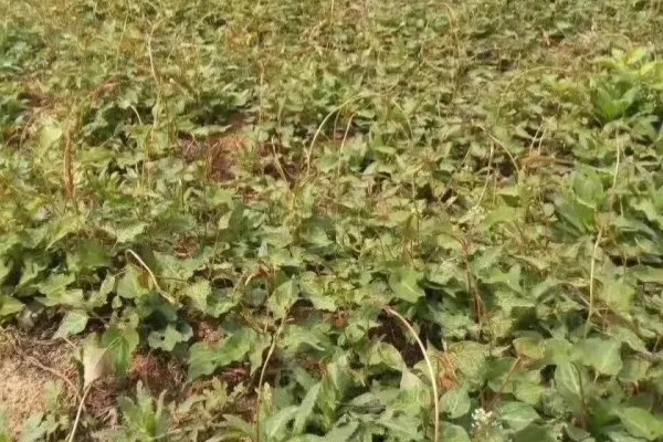 何首乌用哪种土种植，土壤最好是砂质土壤