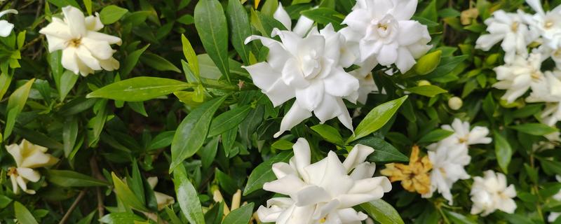 成都的栀子花什么时候开，6月正是栀子花开时节