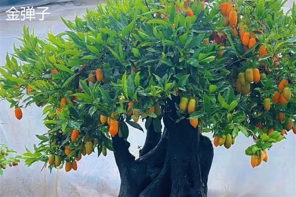 金弹子与老鸦柿的区别是什么,叶片和花朵均不同