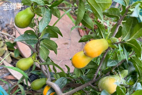 金弹子与老鸦柿的区别是什么,叶片和花朵均不同