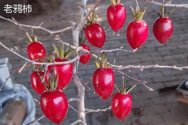 金弹子与老鸦柿的区别是什么,叶片和花朵均不同