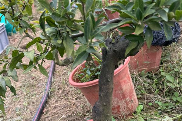 金弹子与老鸦柿的区别是什么,叶片和花朵均不同