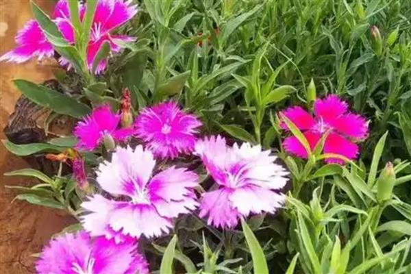 五彩石竹的简介，属于石竹科、石竹属草本植物