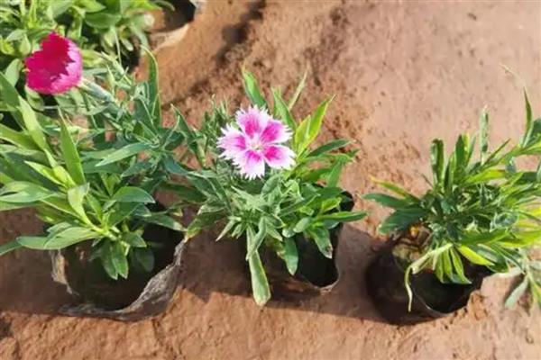五彩石竹的简介，属于石竹科、石竹属草本植物