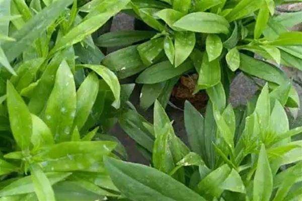 五彩石竹的简介，属于石竹科、石竹属草本植物