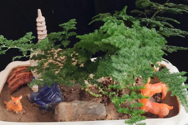 云竹的种植和管理方法,需要随时修剪老枝、病枝