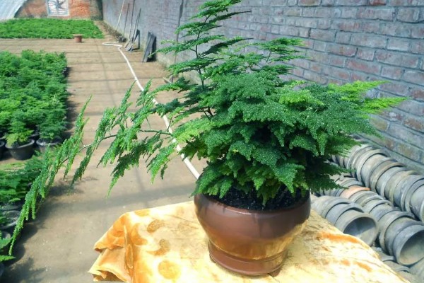 云竹的种植和管理方法,需要随时修剪老枝、病枝