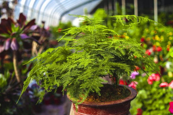 云竹的种植和管理方法,需要随时修剪老枝、病枝