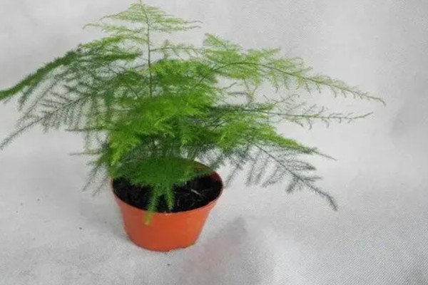 云竹的种植和管理方法,需要随时修剪老枝、病枝