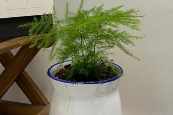 云竹的种植和管理方法,需要随时修剪老枝、病枝
