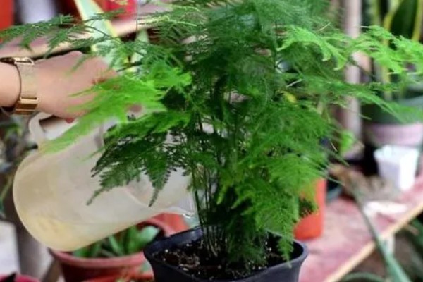 云竹的种植和管理方法,需要随时修剪老枝、病枝