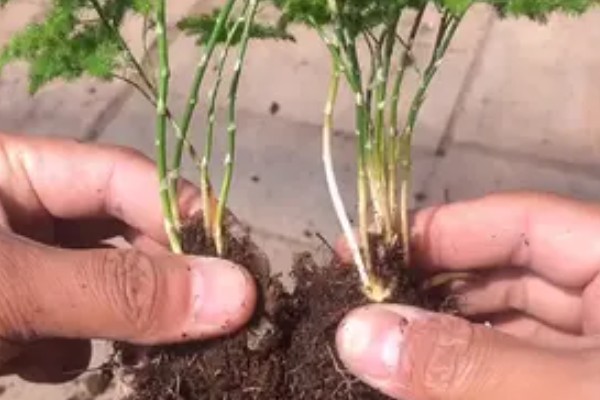 云竹的种植和管理方法,需要随时修剪老枝、病枝