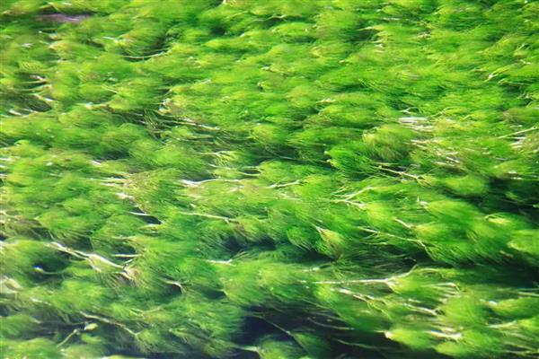 绿藻有没有叶绿素，绿藻有叶绿素