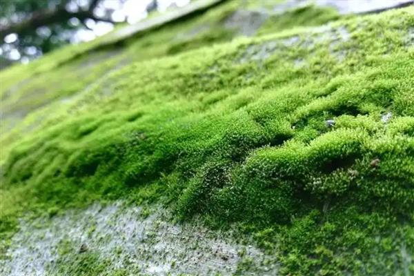 绿藻有没有叶绿素，绿藻有叶绿素