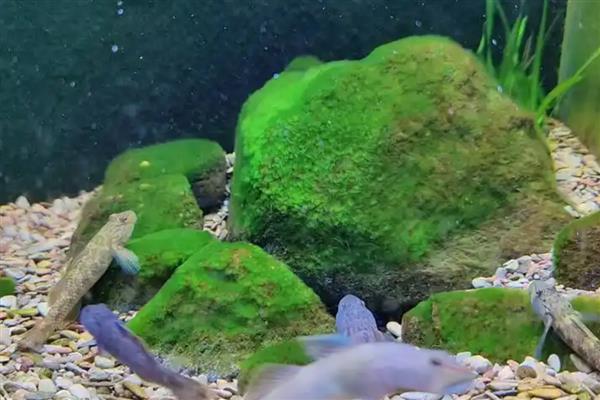 绿藻有没有叶绿素，绿藻有叶绿素