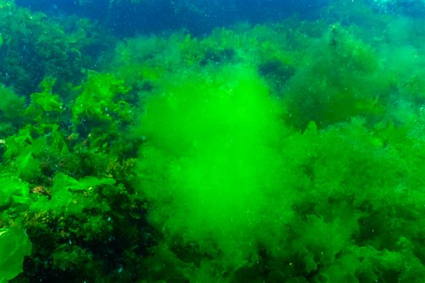 绿藻有没有叶绿素，绿藻有叶绿素