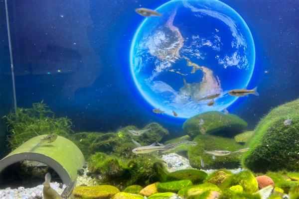 绿藻有没有叶绿素，绿藻有叶绿素