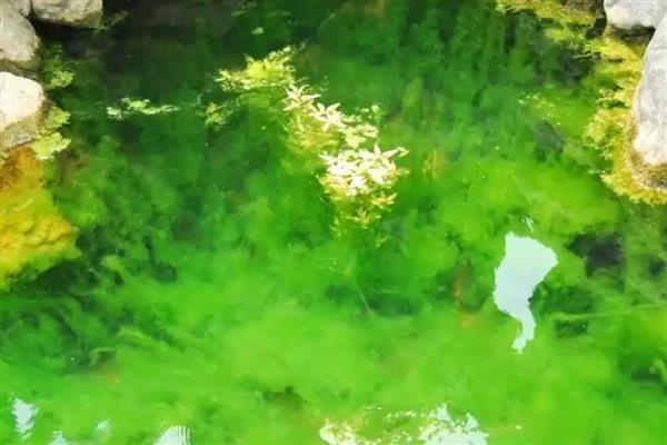 绿藻有没有叶绿素，绿藻有叶绿素