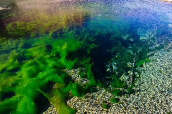 绿藻有没有叶绿素，绿藻有叶绿素