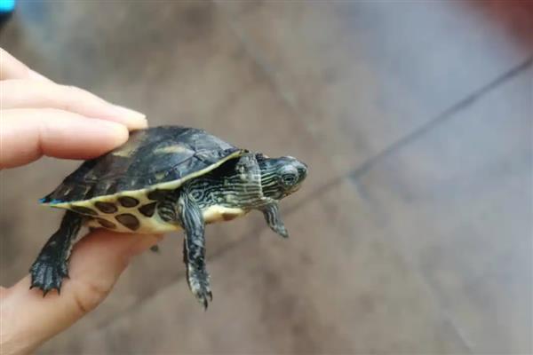 乌龟疥疮病的病症表现，患病初期出现单个或数个白色疥疮