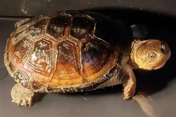 乌龟疥疮病的病症表现，患病初期出现单个或数个白色疥疮