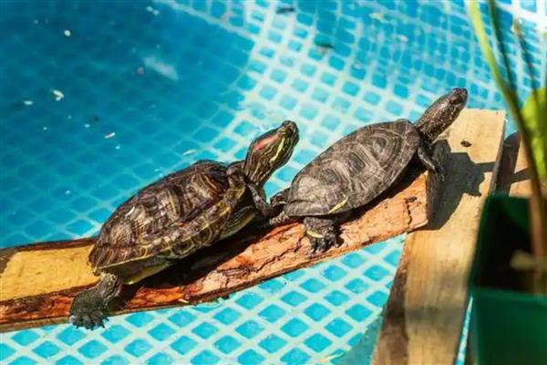 乌龟疥疮病的病症表现，患病初期出现单个或数个白色疥疮