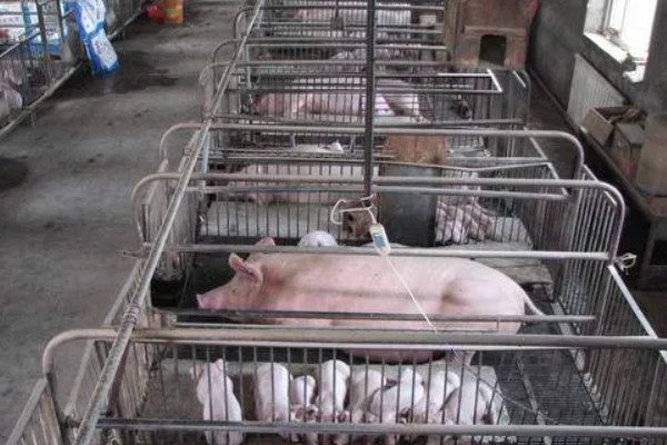 母猪下崽慢的原因，可能是精神紧张、体质差、患有繁殖障碍疾病等因素所致