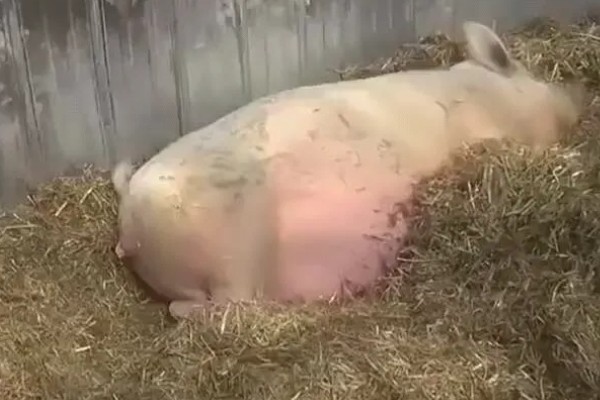 母猪下崽慢的原因，可能是精神紧张、体质差、患有繁殖障碍疾病等因素所致