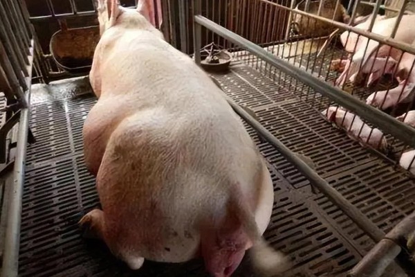 母猪下崽慢的原因，可能是精神紧张、体质差、患有繁殖障碍疾病等因素所致