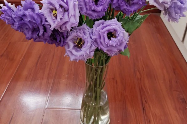 洋桔梗花的花语,寓意感情丰富、纯洁美丽等