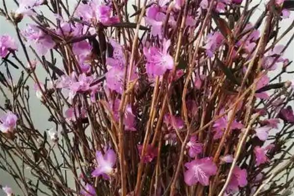 干枝杜鹃的花可以开多长时间，可以开放三个月左右